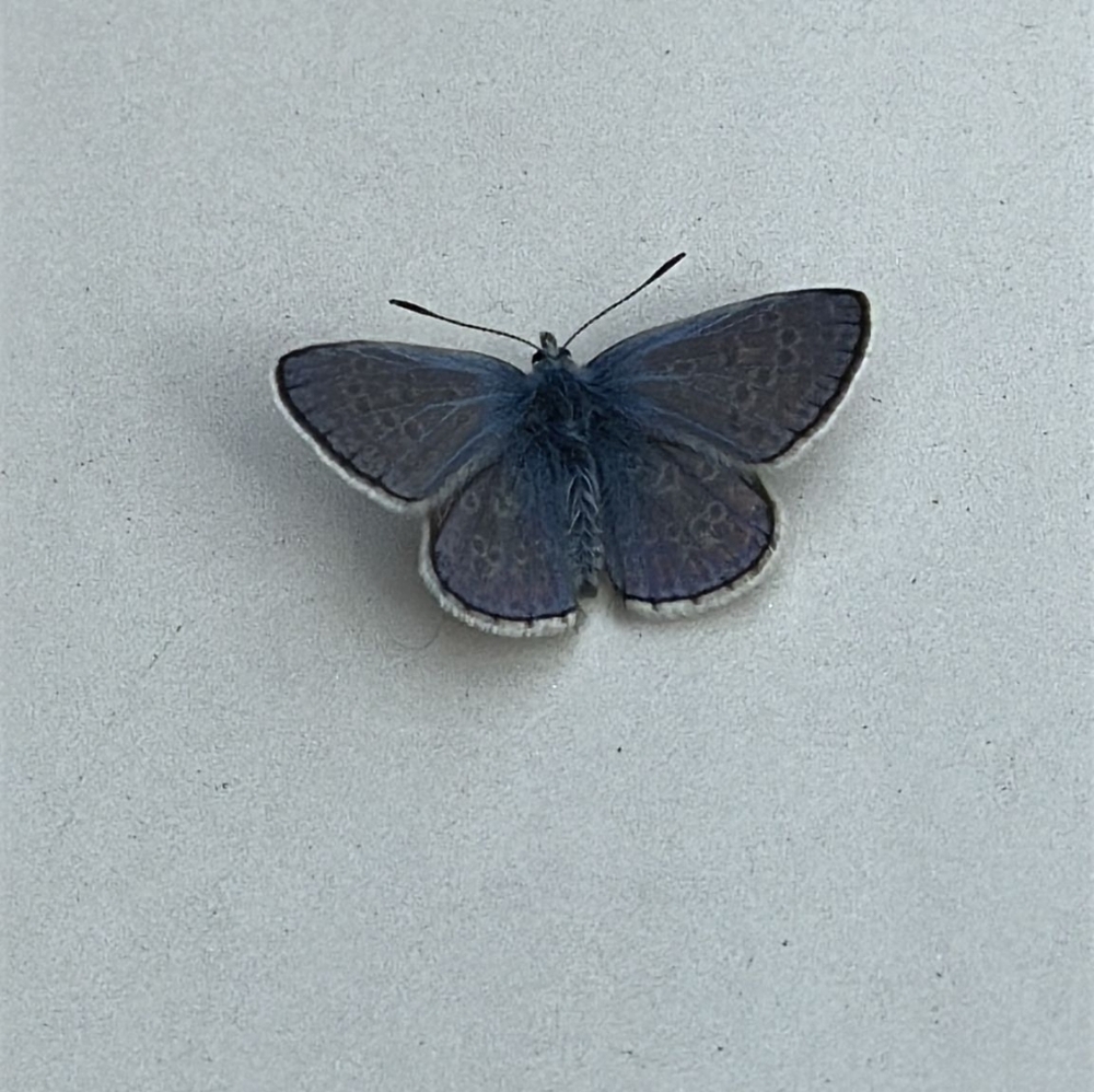 Meet your Posher, Eva